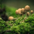 Familie Pilz