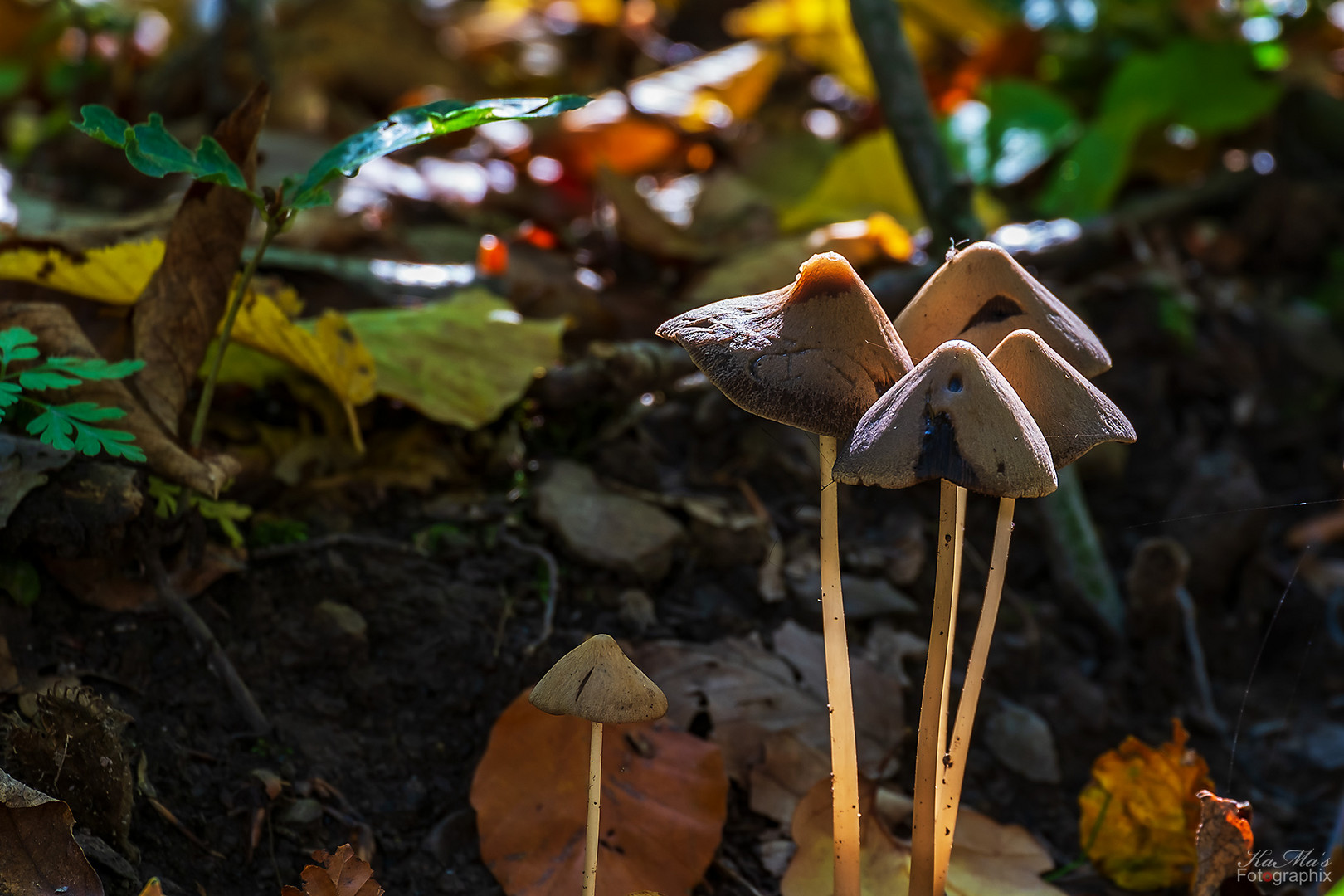 Familie Pilz aus Schwarzburg