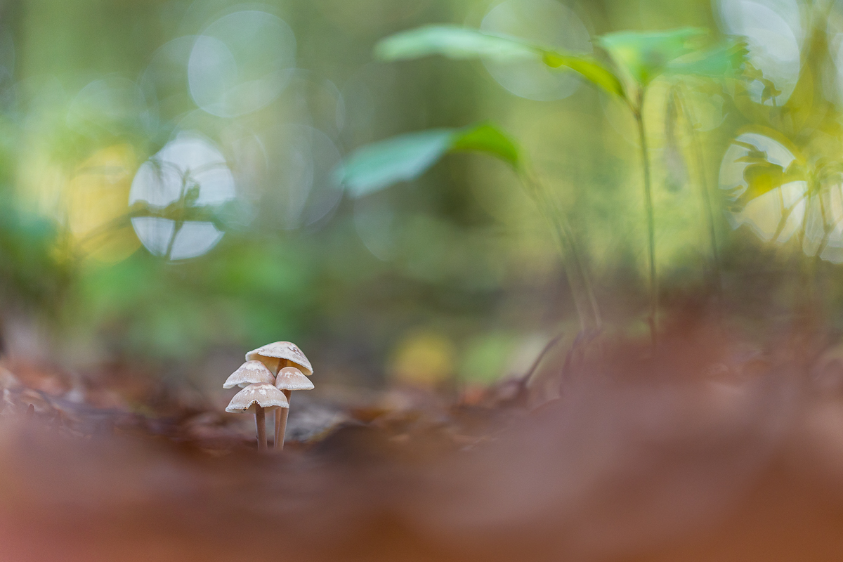 Familie Pilz