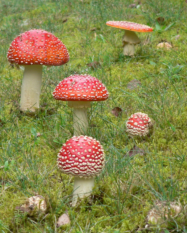 Familie Pilz