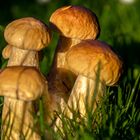 Familie Pilz