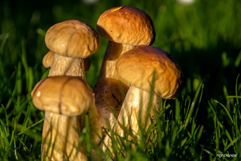 Familie Pilz