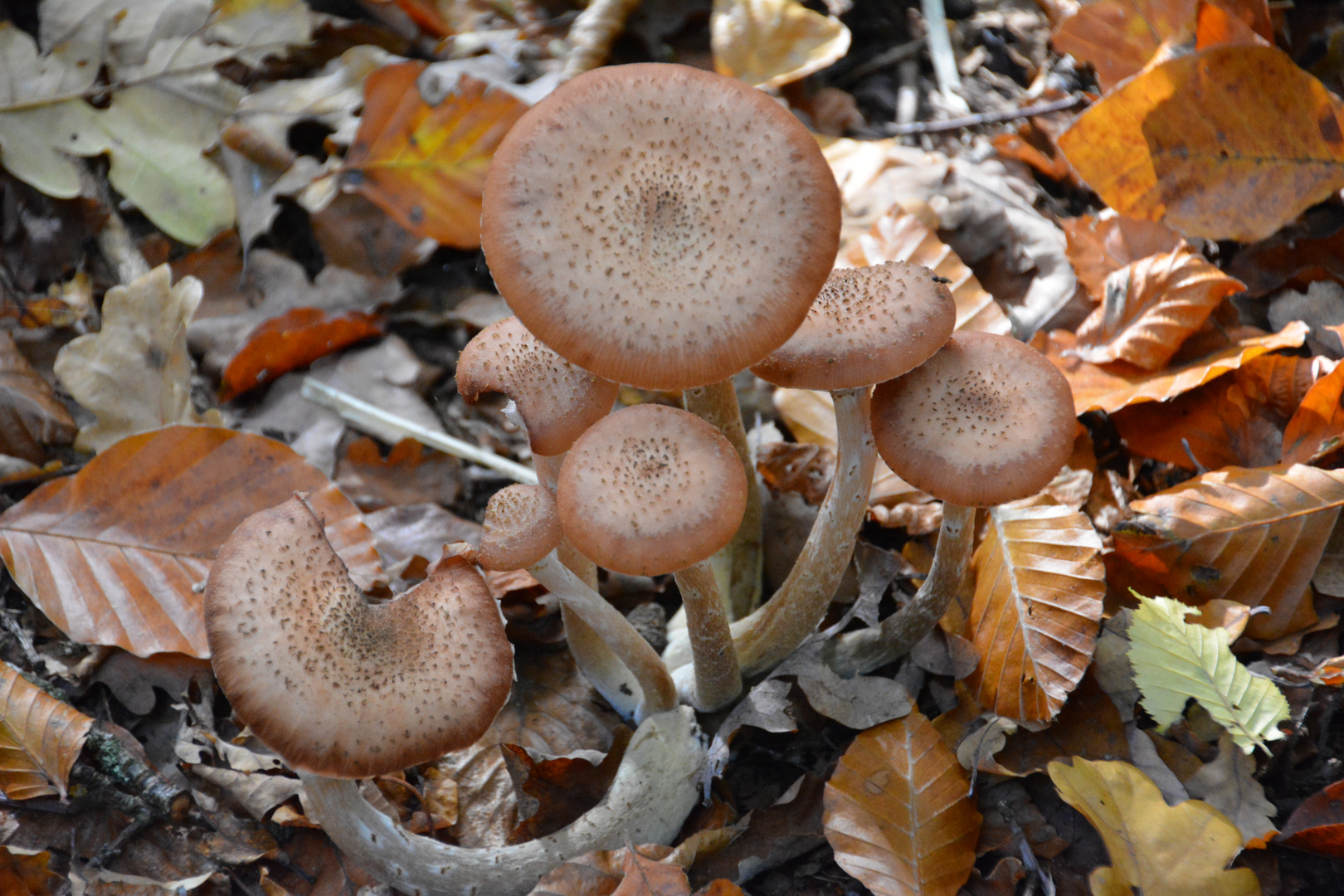 Familie "Pilz" im Wald