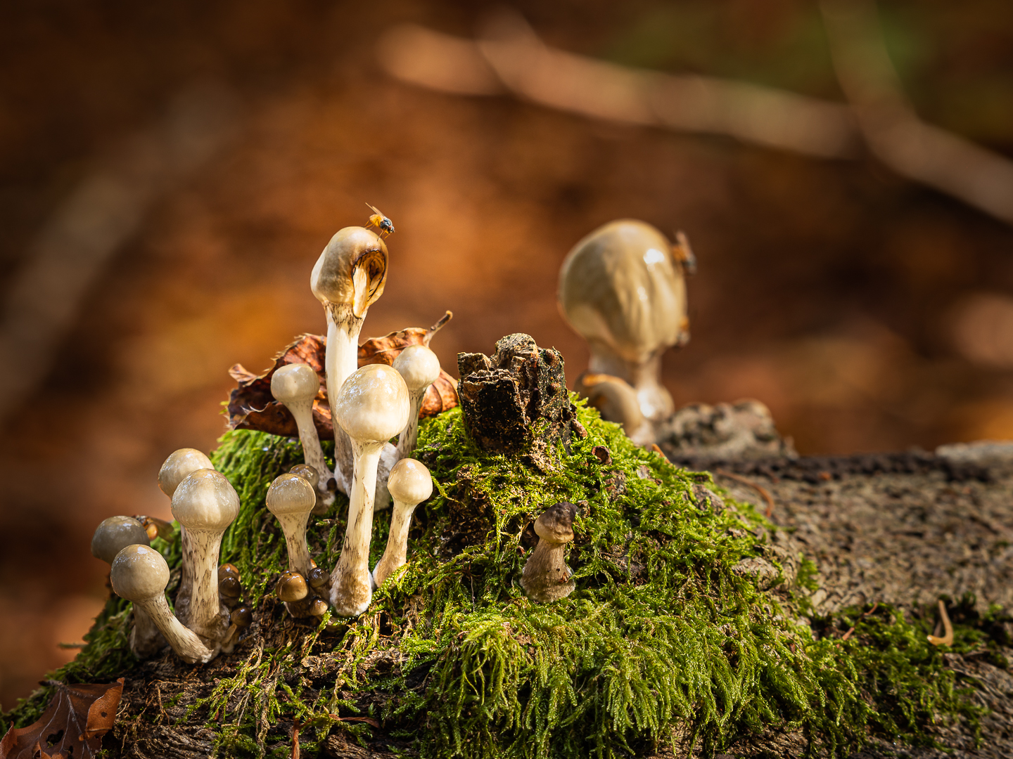 Familie Pilz mit Gast