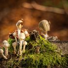 Familie Pilz mit Gast