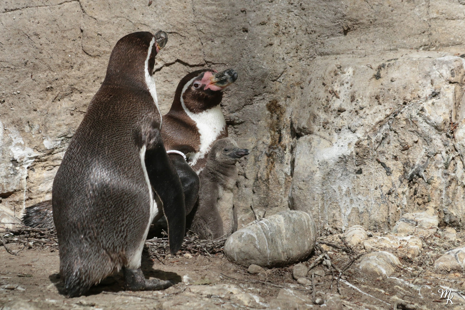 Familie Pinguin