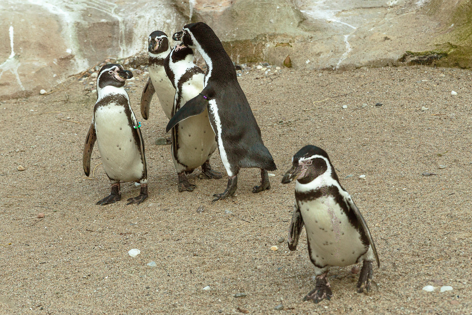 Familie Pinguin