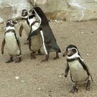 Familie Pinguin