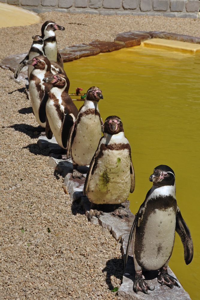 Familie Pinguin