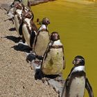 Familie Pinguin