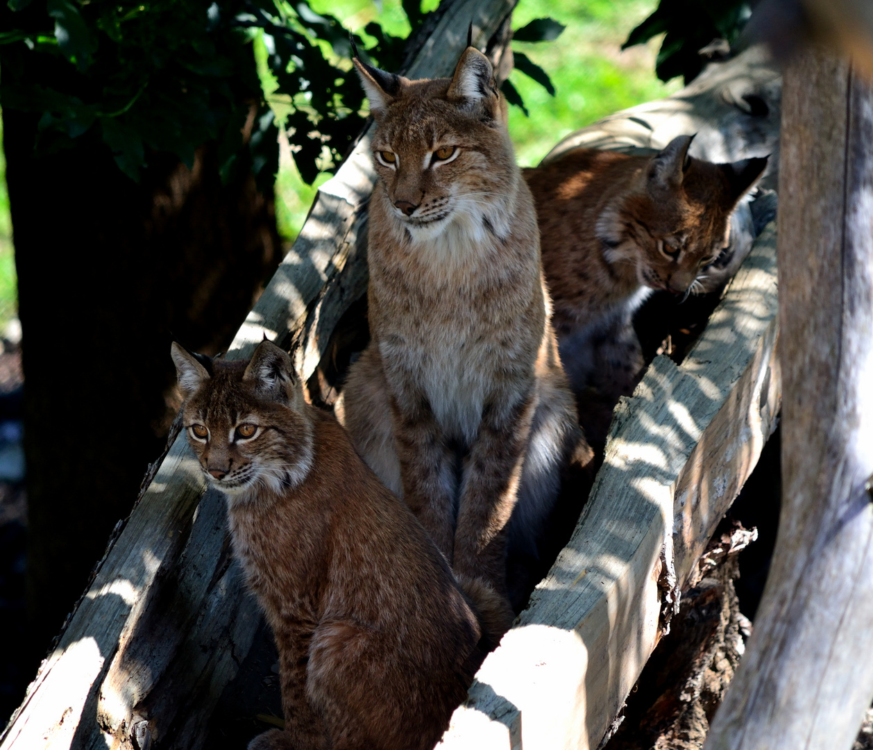 Familie Pinselohr