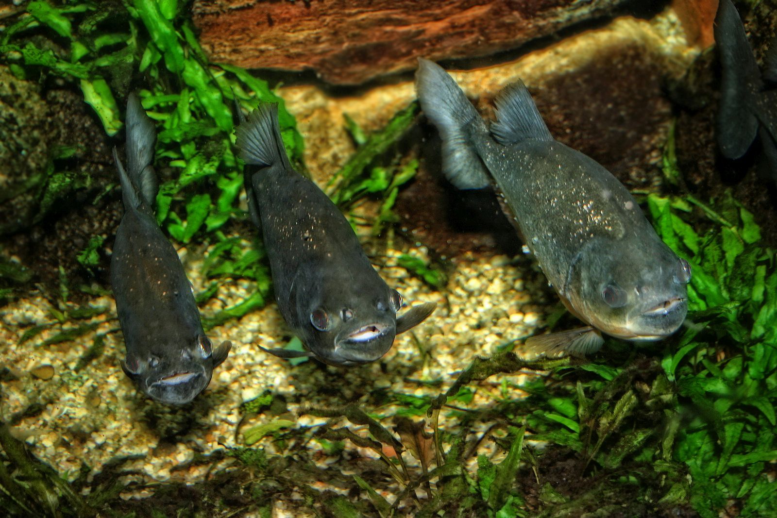 Familie Piranhas vor der Mahlzeit