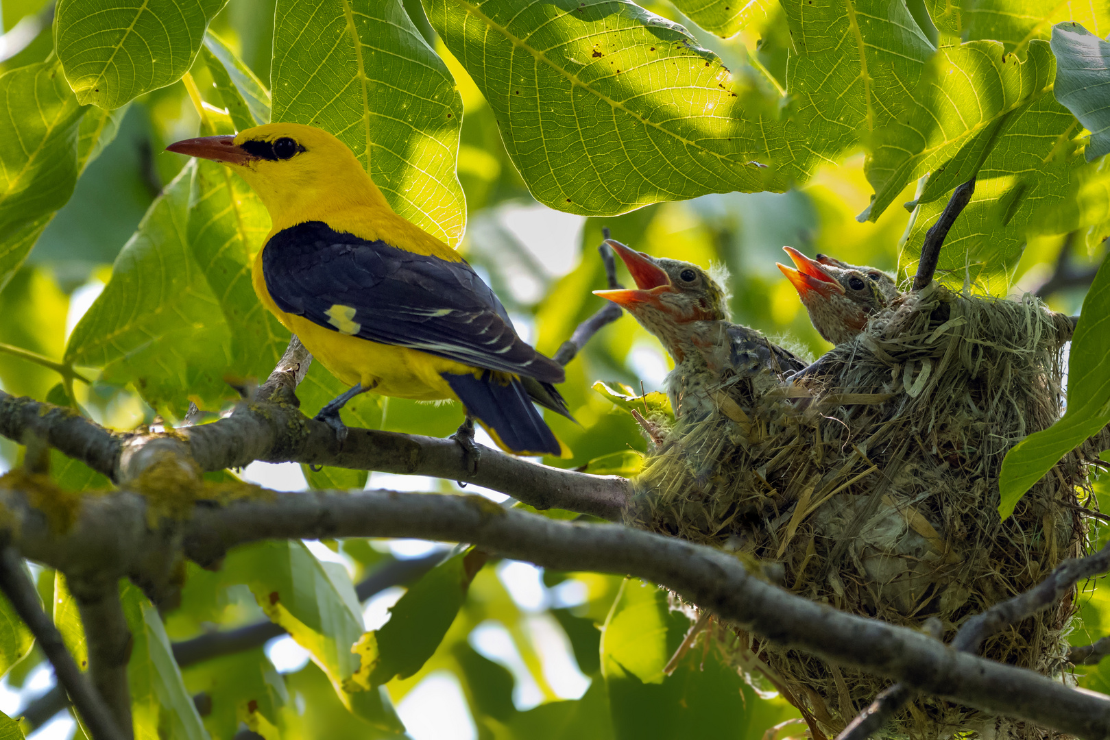 Familie Pirol