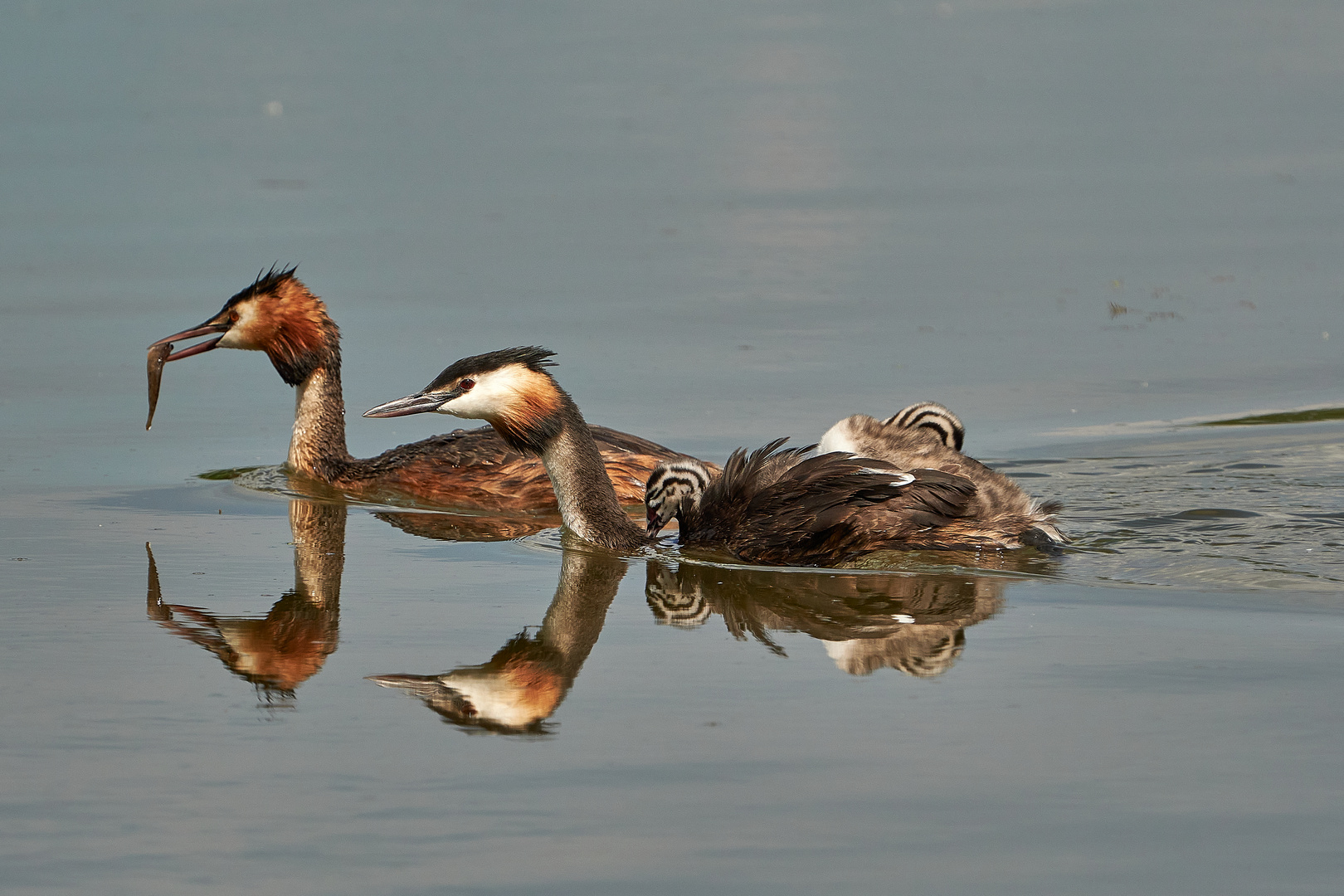 Familie Podiceps cristatus - Haubentaucher auf Ausflug ...