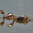 Familie Podiceps cristatus - Haubentaucher auf Ausflug ...