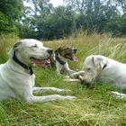 Familie Pointer