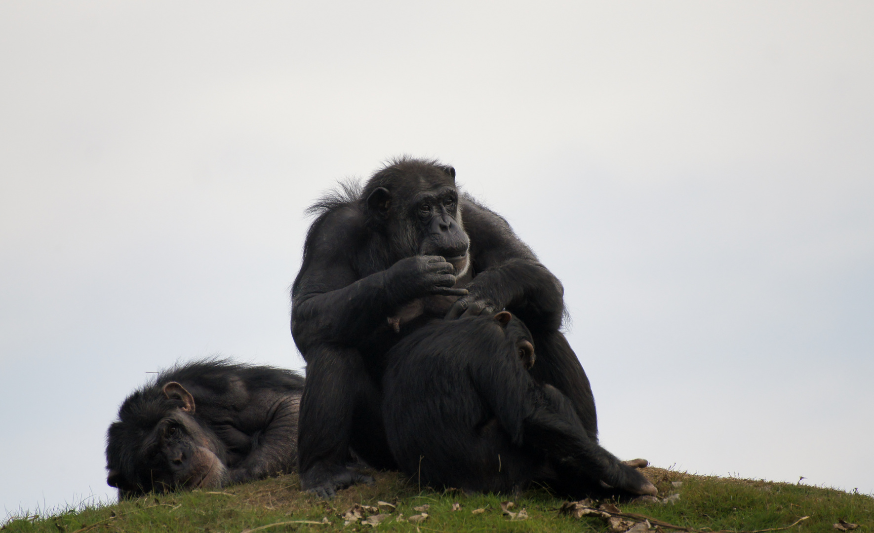 Familie Primaten!