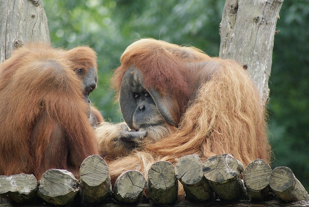 Familie pur