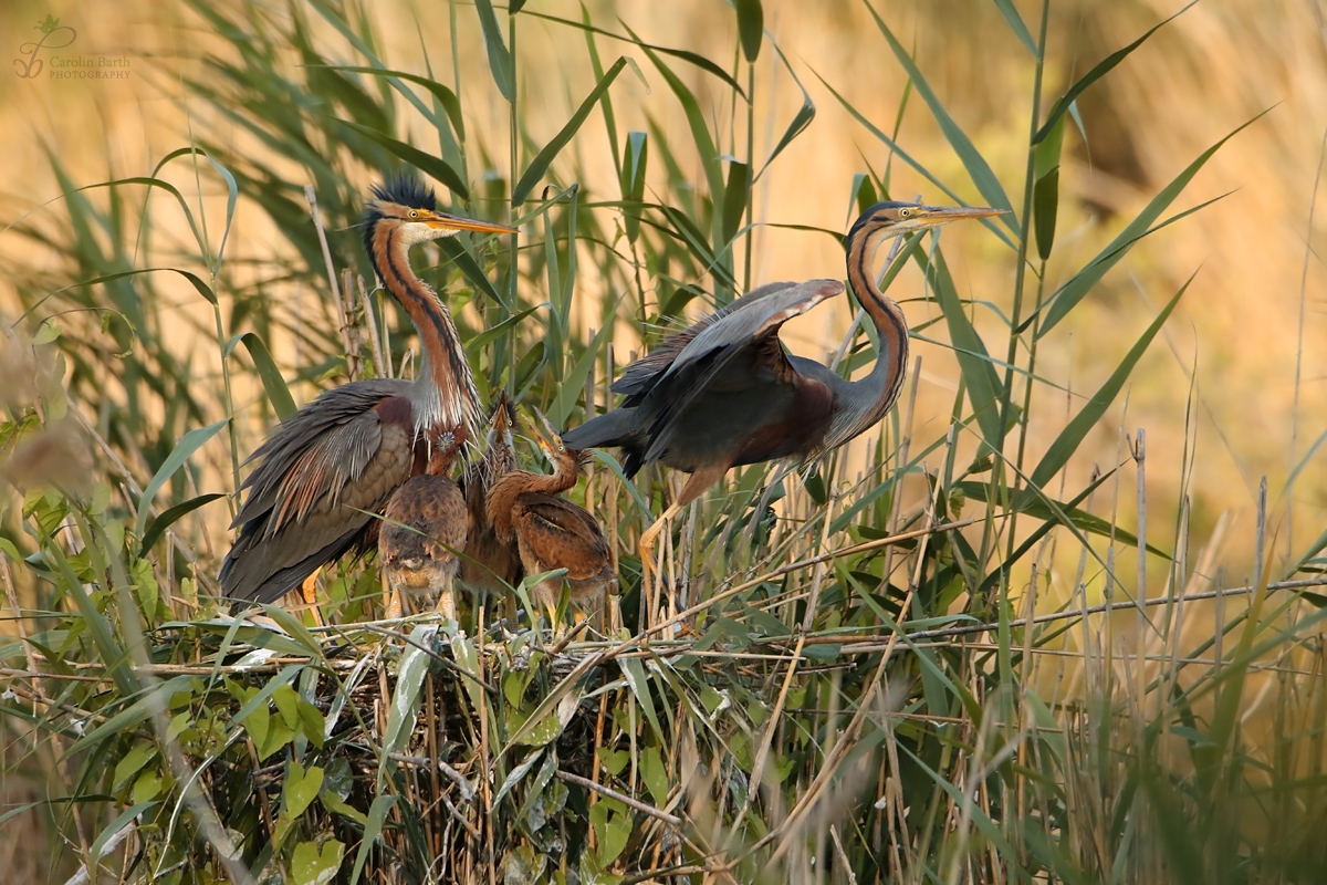 Familie Purpurreiher