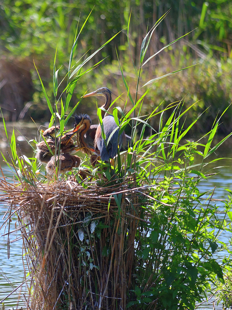 Familie Purpurreiher, (Ardea purpurea), Purple heron family, familia de ardea purpurea