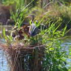 Familie Purpurreiher, (Ardea purpurea), Purple heron family, familia de ardea purpurea