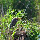 Familie Purpurreiher, (Ardea purpurea), Purple heron family, familia de ardea purpurea