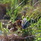 Familie Purpurreiher, Purple heron family, familia garza imperial