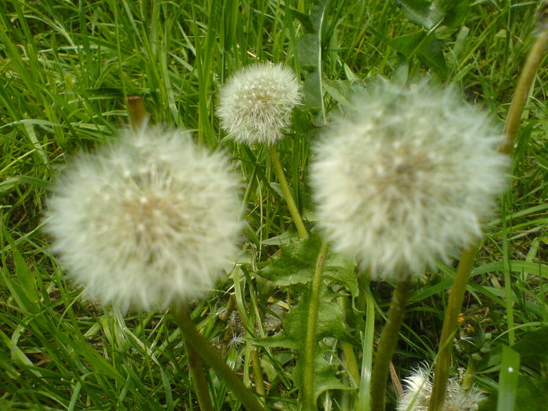 Familie Pusteblume