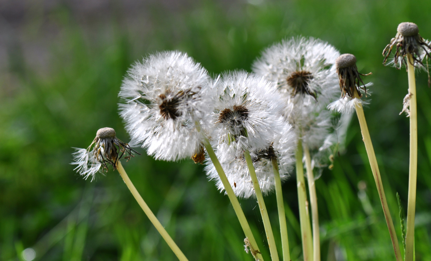 Familie Pusteblume