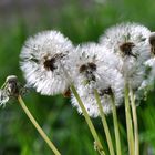 Familie Pusteblume