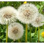 Familie Pusteblume