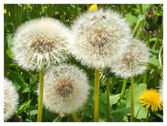 Familie Pusteblume