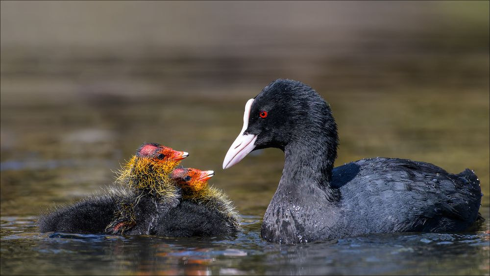 Familie Ralle