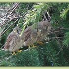 Familie Raubvogel