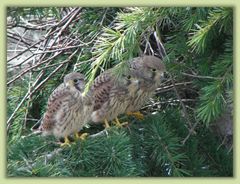 Familie Raubvogel