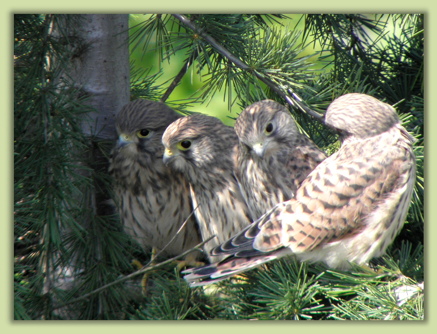 Familie Raubvogel - die Zweite