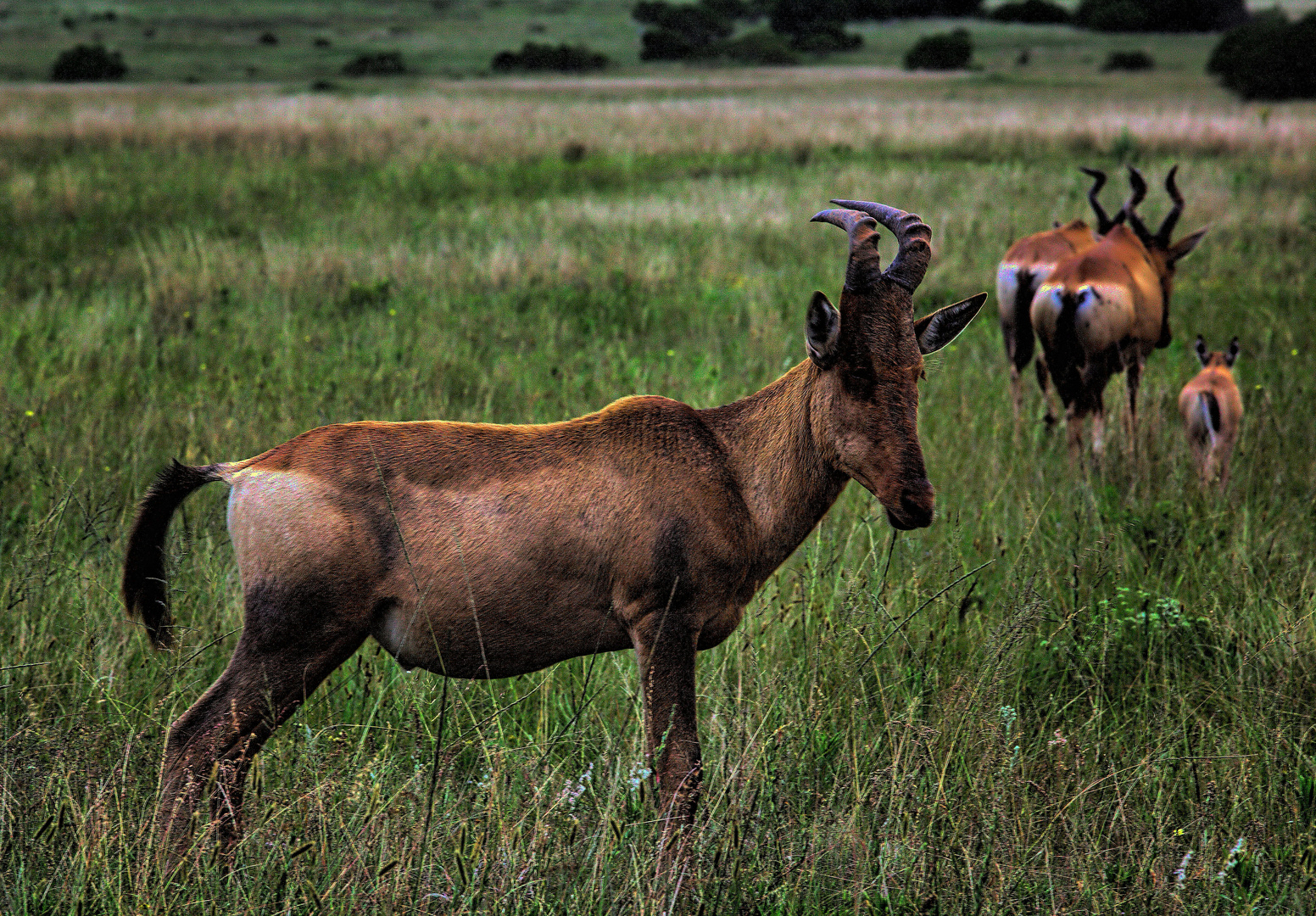 Familie Red Hartebeest im Lalibela Game Reserve, Südafrika .....