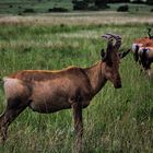 Familie Red Hartebeest im Lalibela Game Reserve, Südafrika .....