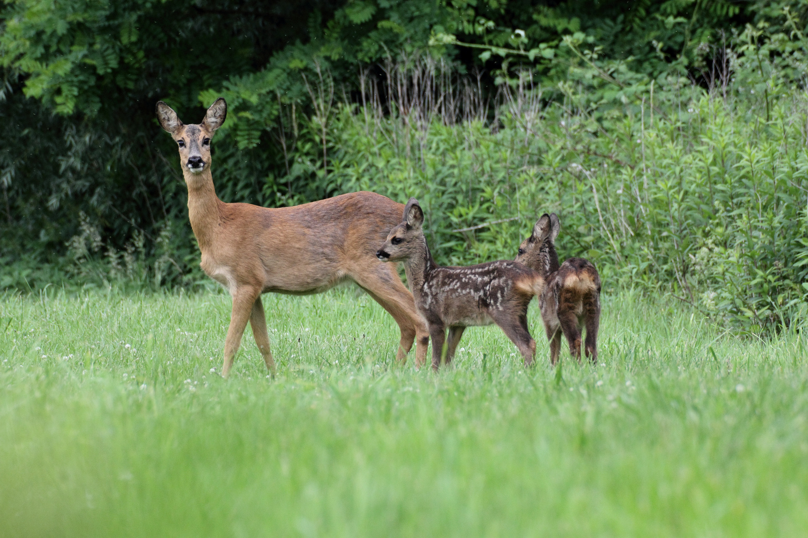 Familie Reh Foto & Bild tiere,