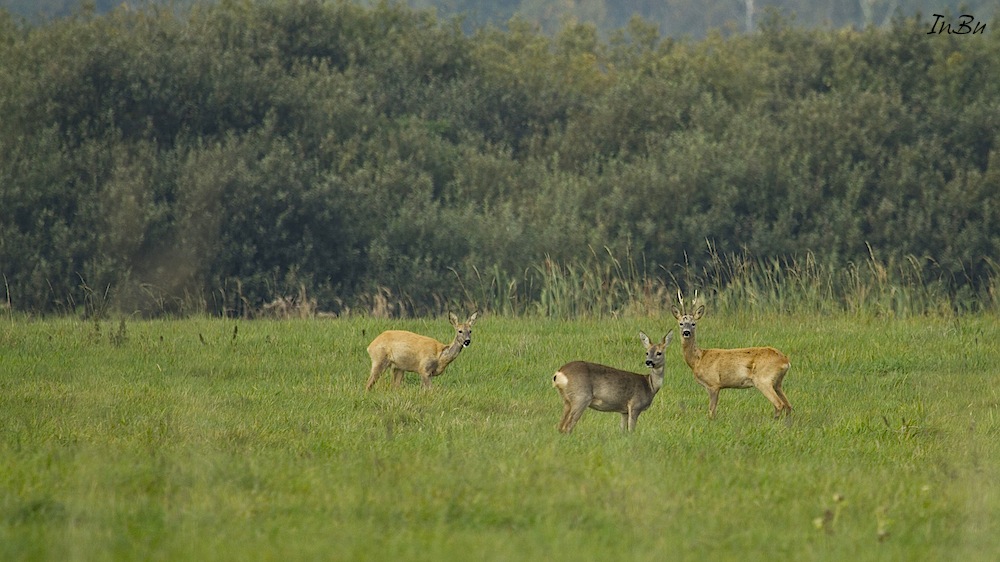 Familie Reh