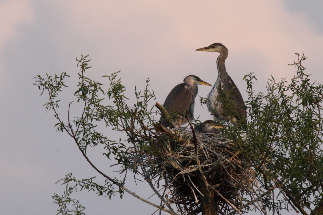 FAMILIE REIHER