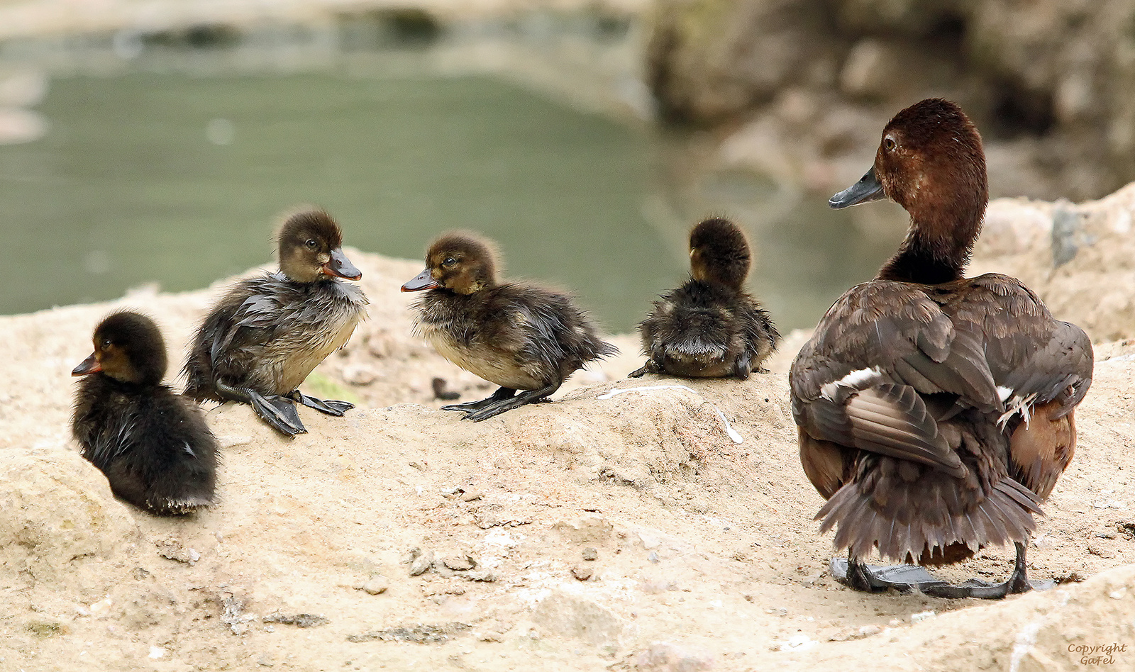 Familie Reiherente