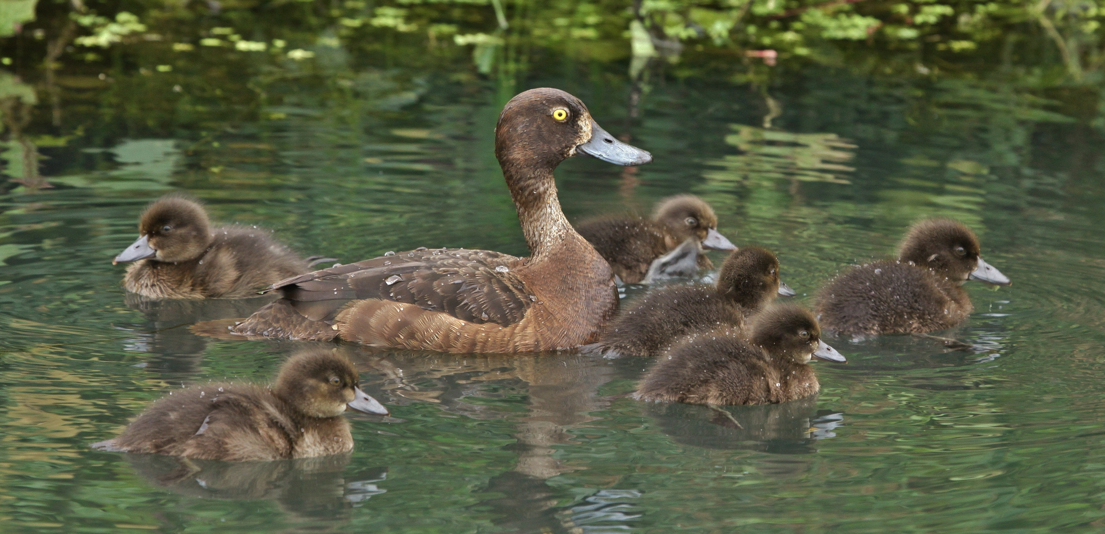 Familie Reiherente