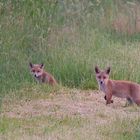 Familie Reineke Fuchs.....