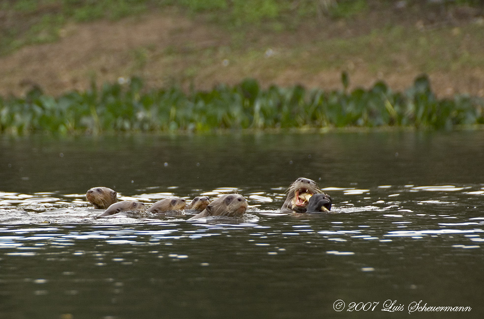 Familie Riesenotter beim Frühstück