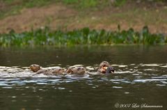 Familie Riesenotter beim Frühstück