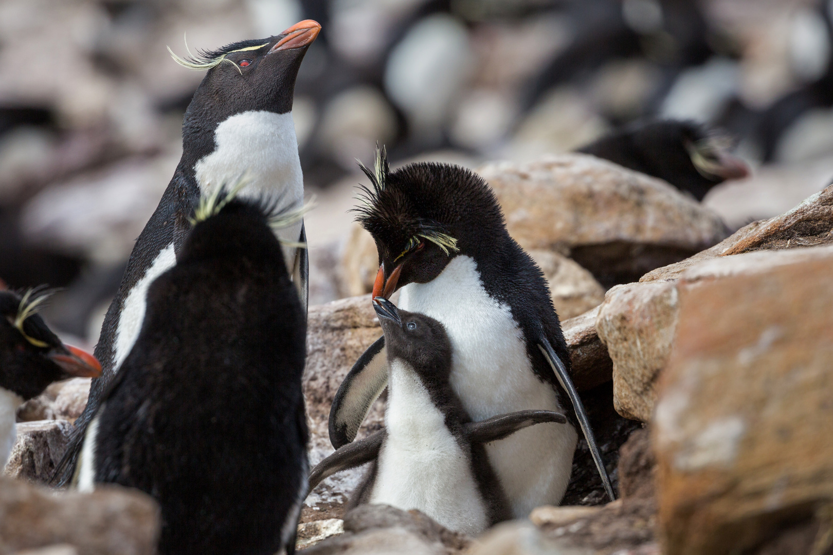 Familie Rockhopper