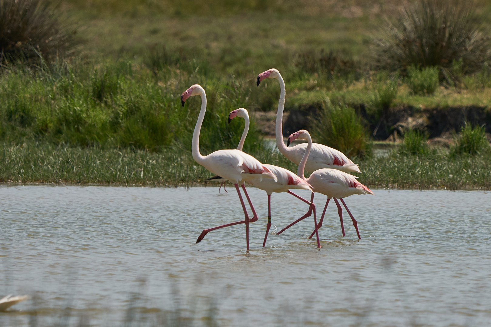 Familie Rosaflamingo