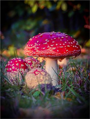 Familie Rotkäppchen