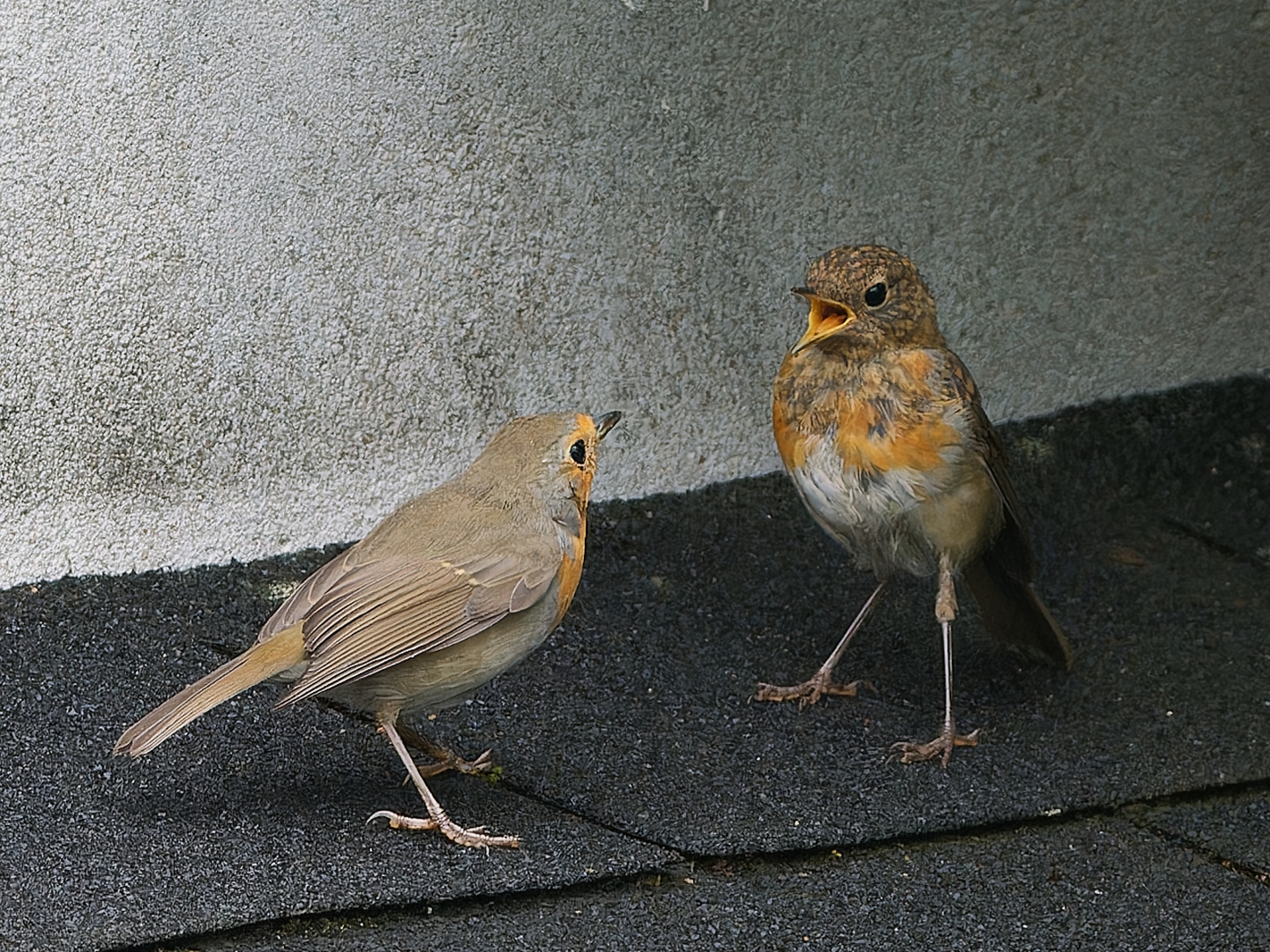 Familie Rotkehlchen 